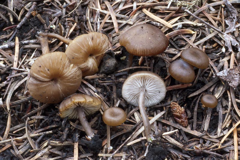 Myxomphalia maura